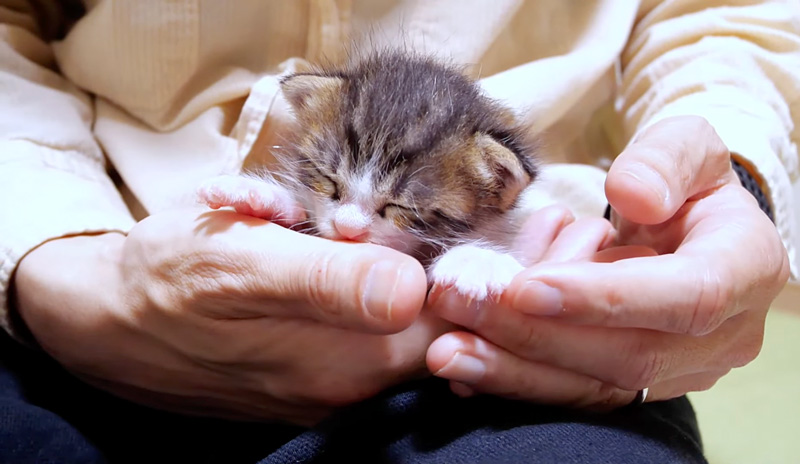 指をチュパチュパする子猫