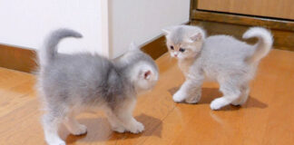 威嚇する子猫達