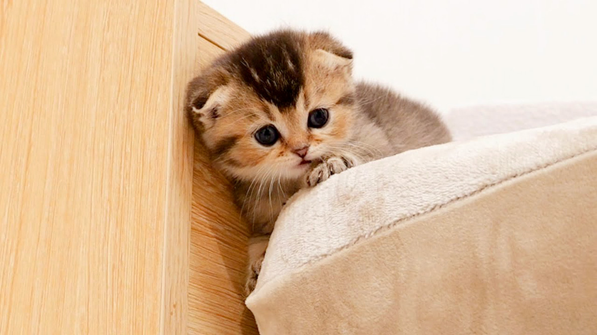 母猫の言うこと聞かない子猫