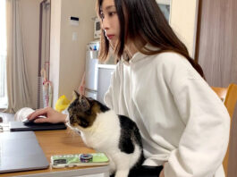 猫と一緒に仕事