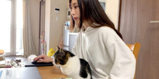 猫と一緒に仕事