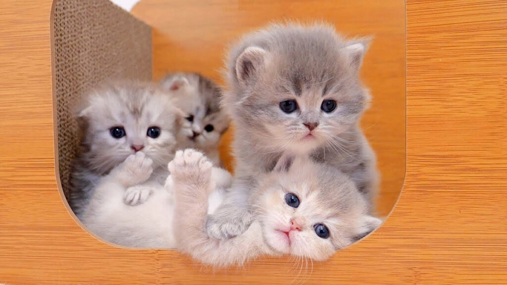 外で運動しなさい」と母猫に言われても、みんなで籠城しちゃう子猫達が