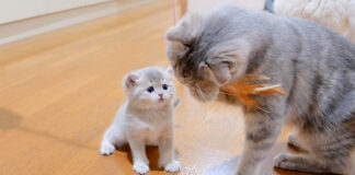 母猫にオモチャを横取りされた子猫