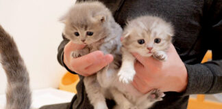 抱っこされる子猫達