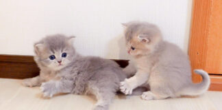 兄弟に追いかけられる子猫