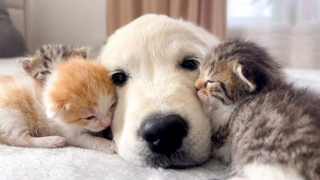 ゴールデンレトリバーの子犬に群がる子猫達。幸せそうに甘える様子が
