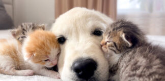寄り添う子犬と子猫達