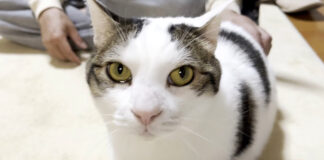 涙目の猫