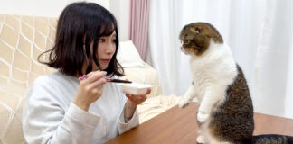 納豆が気になる猫