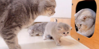 素直に寝床に戻る子猫