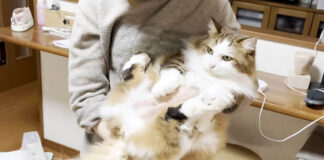 反省する猫