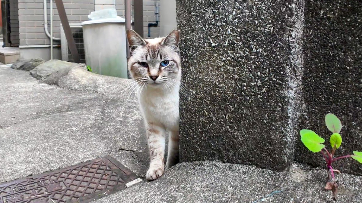 様子をうかがう猫