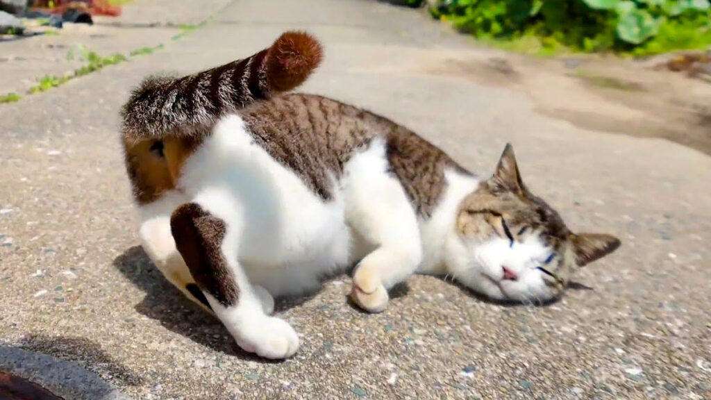 tookukarawalk_neko_title-