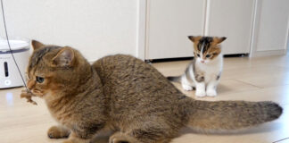 子猫のオモチャを横取りする姉猫