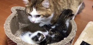 父猫と子猫達