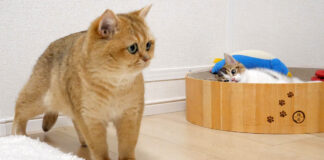 姉猫にイタズラを倍返しされた子猫