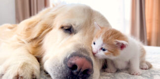 犬のことが大好きな子猫
