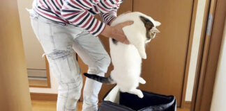 キャリーに入れられる猫
