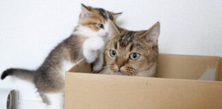 ダンボール箱に入りたい子猫