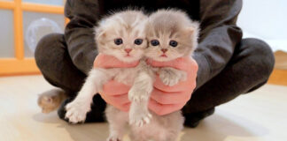 お出迎えしてくれる子猫達