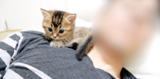 電池切れする子猫