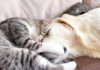 ゴールデンレトリバーのことが大好きになった子猫達の幸せ溢れる姿にホッコリ♡ 犬に寄り添う子猫
