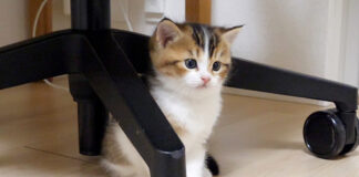 姉猫にドン引きする子猫