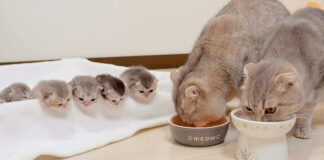 母猫の食事が気になる子猫達