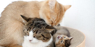 母猫に毛づくろいされる父猫