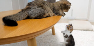 母猫のところに行きたい子猫
