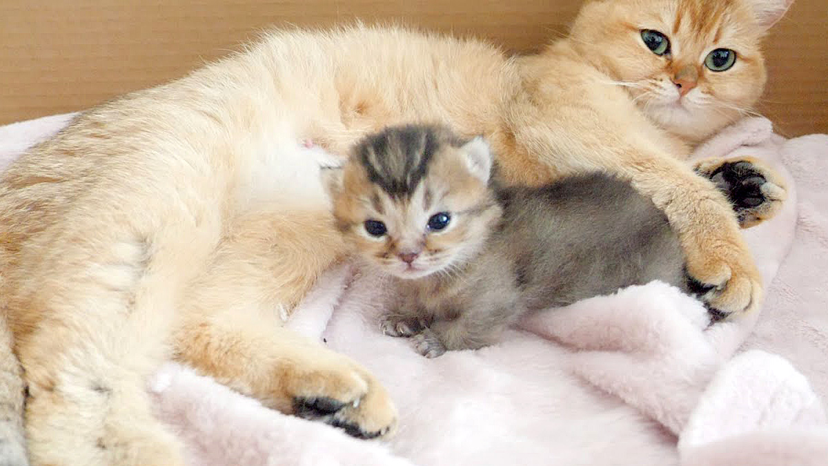 愛情いっぱいの猫の親子