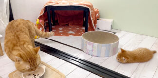 父猫の水飲みが気になる子猫