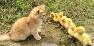 アヒルのヒナと一緒に冒険に出かけた子猫