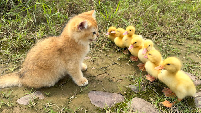 アヒルのヒナと一緒に冒険に出かけた子猫