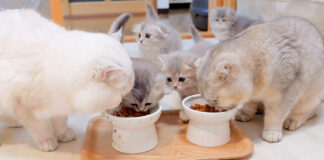 ご飯を一斉に奪う子猫達