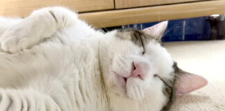 完全に野生を失った猫