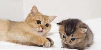 子猫にビックリする母猫