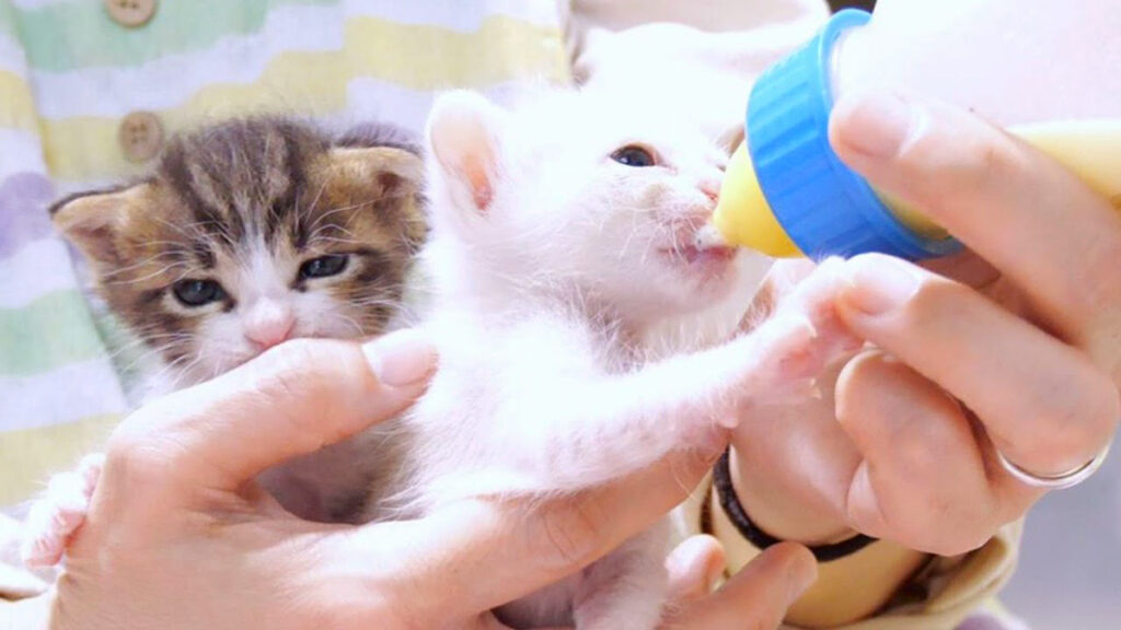 こっこっこっと勢いよくミルクを飲む子猫達。ご機嫌な姿にキュンとする