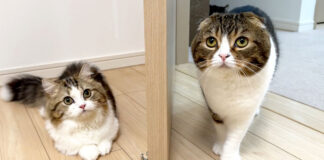 初対面する子猫と先住猫