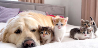 仲良しな犬と子猫達