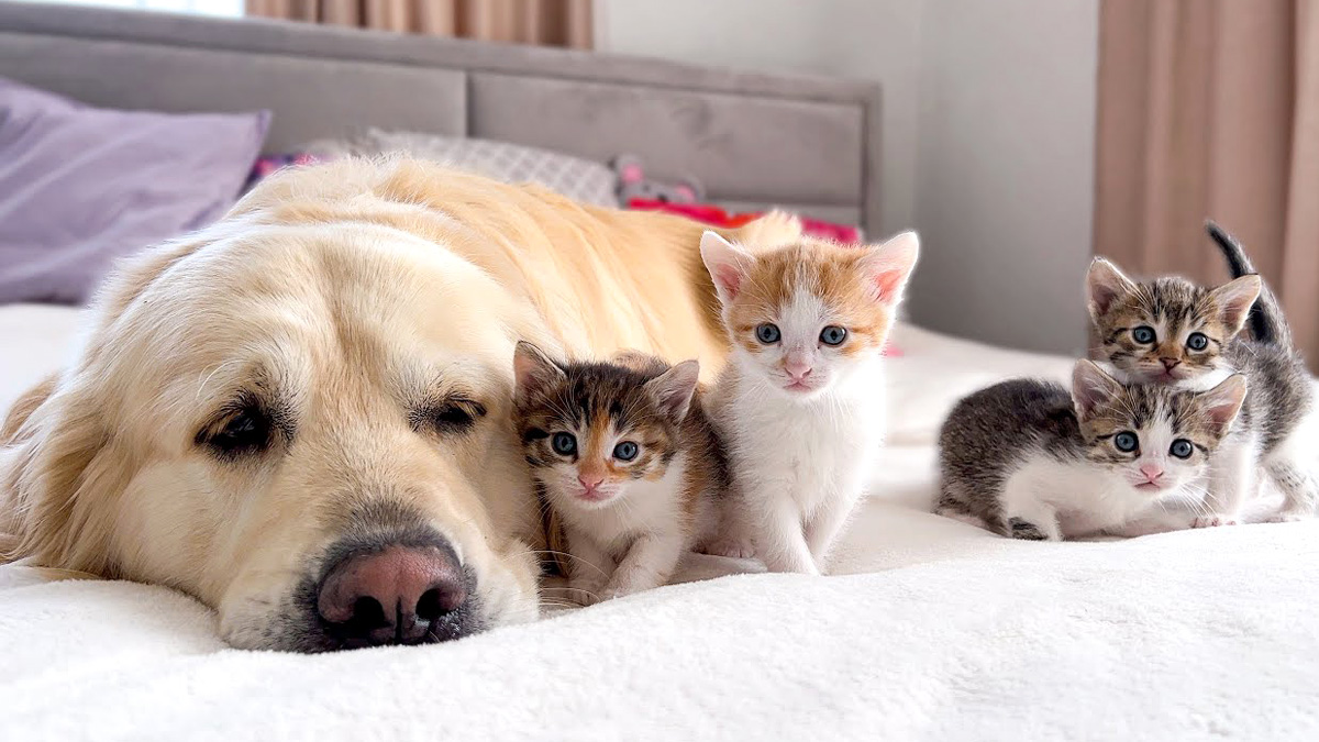 仲良しな犬と子猫達