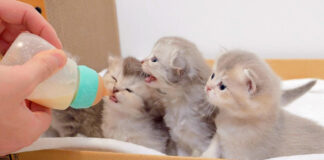 ミルク待ちをする子猫達