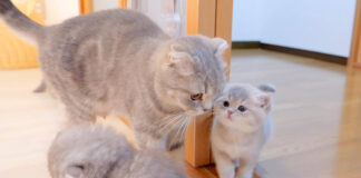お母さんを呼ぶ子猫