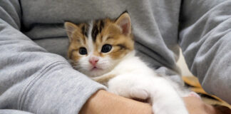 抱っこされる子猫