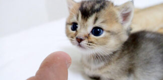 飼い主さんの匂いをチェックする子猫