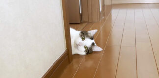 落ちてる猫