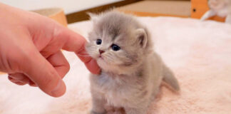 撫でられる子猫
