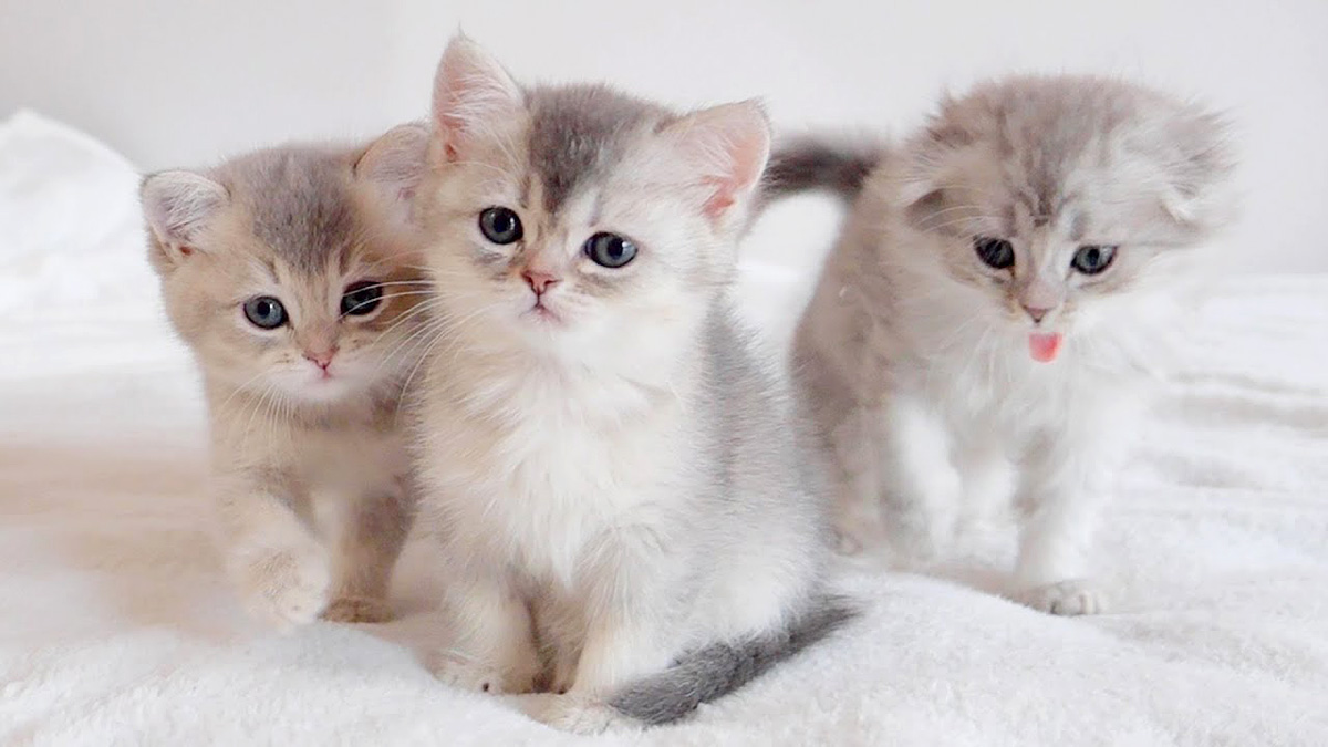 お昼寝の途中で急に起こされても、「おかえり」と寄ってくる子猫達が