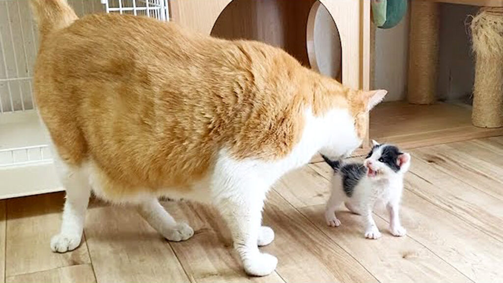 アーテストベア子猫ちゃん ookinaneko_neko_title-1024x576.jpg