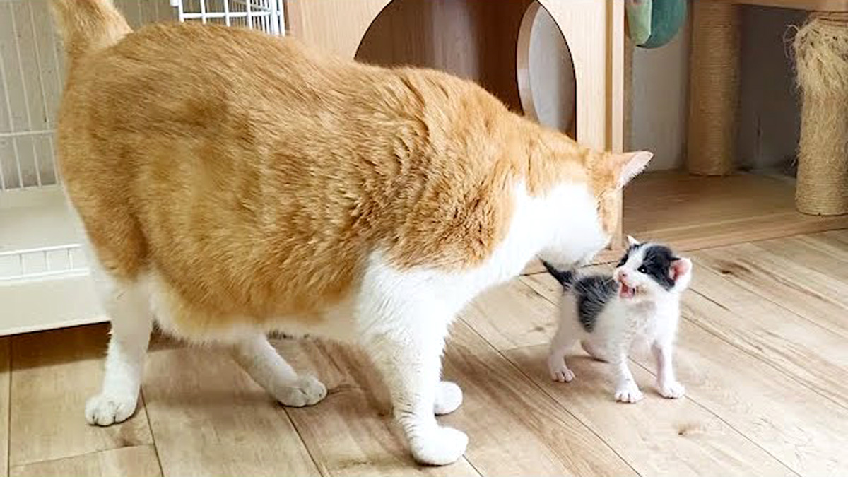 アーテストベア子猫ちゃん ookinaneko_neko_title.jpg